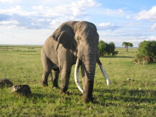 Elephant up close